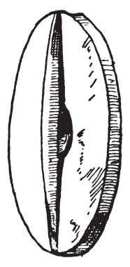 Highlands sgiath İskoçya, vintage çizgi çizme veya oyma illüstrasyon Güney dağlık bölgelerde yer alan bir dağdır.