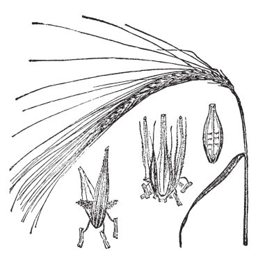 Arpa, bira, porter ve viski, vintage çizgi çizme veya oyma illüstrasyon hazırlanan çeşitli tahıl bitkilerin cins Hordeum adını.
