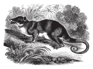 Palmated ayak olan ve tesis, vintage çizgi çizme veya oyma illüstrasyon ile yüzme Yayock.