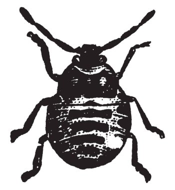 Lahana hatadır aile Pentatomidae, vintage çizgi çizme veya oyma resimde siyah bir çekirke.