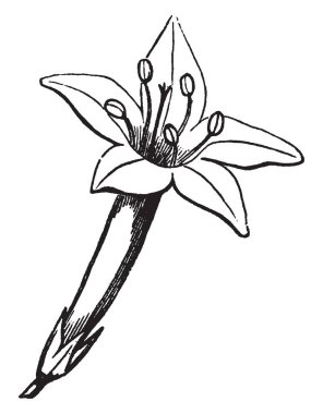 Bir resim ayakta selvi çiçek gösterir. Bu uzun Çan şeklinde ve Gilia Coronopifolia da adlandırılır. Beş ayırdı yaprakları ve bir stil veya stigma ve birden çok stamens, vintage çizgi çizme veya oyma illüstrasyon içerir.