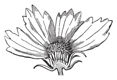 Bir büyük çiçekler Başkanı gösteren bir resim bölünmüş boyuna, vintage çizgi çizme veya oyma illüstrasyon.