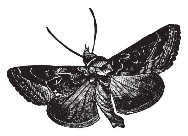Plusia Gamma Noctuidae Aile, vintage çizgi çizme veya oyma illüstrasyon ait bir güve olduğunu.