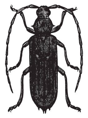 Hickory matkap genellikle kahverengimsi gri bantlı ve shory beyazımsı gri tüyler, vintage çizgi çizme veya oyma illüstrasyon.
