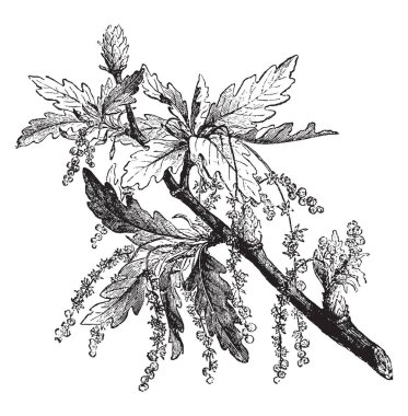 Bu resmi bir yeşil-sarı ağaç bağlı, olarak da bilinen querusus Carrice, vintage çizgi çizme veya oyma resimde sarı çiçekli yeşil bir zararlı olduğunu.