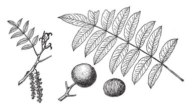 Ceviz'ın bu çerçevede bırakır ve o bacak ve ceviz, vintage çizgi çizme veya oyma illüstrasyon getirdiği yeni çiçekler getir.