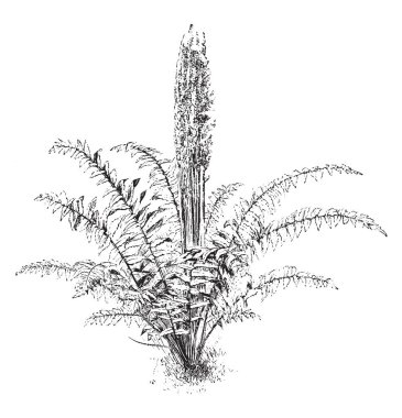 Osmunda Cinnamomea bitki bu. Bu büyük eğreltiotu alışılmadık derecede gösterişli verimli yaprakları vardır, vade sonunda kırmızımsı kahverengi olurlar. Aynı derecede çekici, vintage çizgi çizme veya oyma illüstrasyon büyük steril yaprakları vardır.