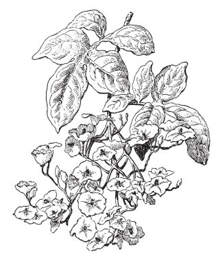 15 feet ya da daha fazla büyür bir Yayilim, yarı evergreen veya yaprak dökmeyen dağcı bu. Sapları ve yaprakları barbs bağladım. Yaprakları pinnate, parlak yeşil, kadar 10 inç uzun, vintage çizgi çizme veya oyma illüstrasyon için vardır.