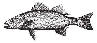 Bas bir Acanthopteryglan anterior ve posteiror spinöz yumuşak sırt yüzgeçleri, vintage çizgi çizme veya oyma illüstrasyon ile bir.