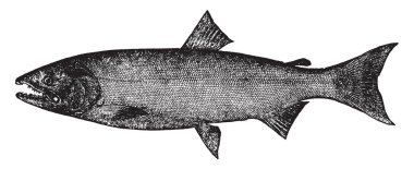 California somon kanatlı ray balık Salmoniformes, vintage çizgi çizme veya oyma illüstrasyon ailesindeki çeşitli türleri için ortak adıdır.