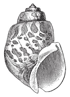 Gerçek whelks, vintage çizgi çizme veya oyma illüstrasyon Buccinidae ailesinin gastropod yumuşakça Fildişi kabuktur.