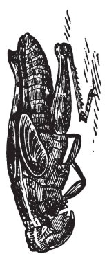 Bir çekirge deri değiştirme çizim veya illüstrasyon oyma dökülme, vintage çizgi sürecidir.