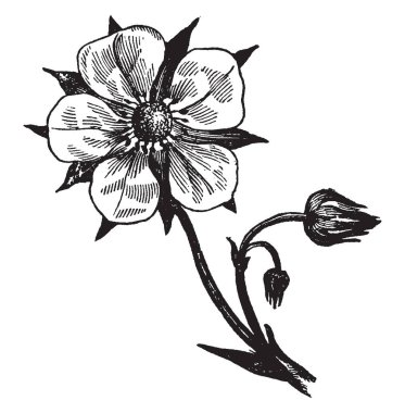 Mükemmel çiçek resmi gösterir. Bu stamens ve pistils içerir. Bir dal çiçek vardır ve ikinci tomurcukları gösterir. Aşağıda, sepals ve kalın küresel bud Merkezi, vintage çizgi çizme veya oyma illüstrasyon çiçek vardır.