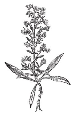 Viper's bugloss çiçekli bitki hodan ailesindeki Hodangiller, vintage çizgi çizme veya oyma illüstrasyon familyasından bir.
