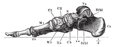 Bu resimde kemik, ayak, vintage çizgi çizme veya oyma illüstrasyon temsil eder..