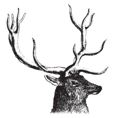 Nerede geyik genellikle bir yetişkin erkek geyik, vintage çizgi çizme veya oyma illüstrasyon gösterir kafa bekarlığa.