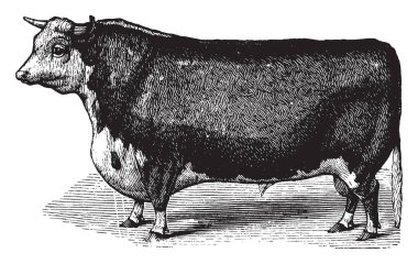 Hereford sığır ırkı, vintage çizgi çizme veya oyma illüstrasyon sığırlar.
