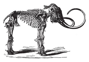Mamut yaygın olarak uzun, vintage çizgi çizme ile donatılmış veya illüstrasyon oyma soyu tükenmiş cins Mammuthus Mammut herhangi bir familyasından.