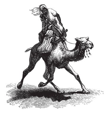 Ayrıca bir dromedary, vintage çizgi çizme veya oyma örnek olarak adlandırılan bir Swift deve.