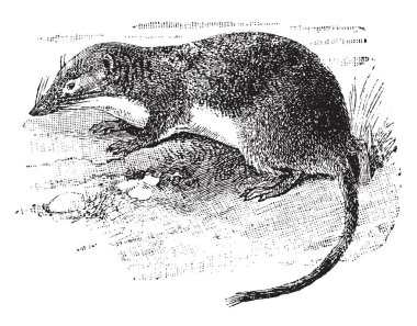 Amerikan su kır faresi shrews, vintage çizgi çizme veya oyma illüstrasyon Soricidae ailesinin küçük bir memeli olduğu.