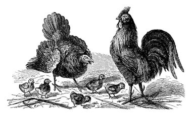 Tavuk, horoz ve civciv, vintage illüstrasyon kazınmış. La Vie dans la doğa, 1890.