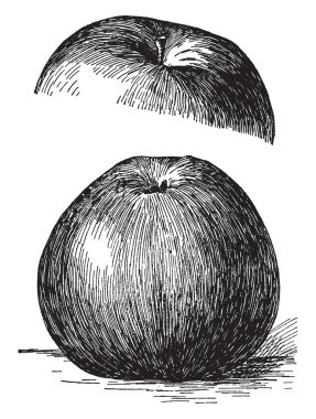 Bu görüntüde Baldwin elma, vintage çizgi çizme veya oyma illüstrasyon vardır.