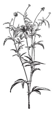 Bir resmi bir şube gösteren ve Grey-Headed Coneflower çiçek Rudbeckia Pinnata olarak da adlandırılır. Çiçekler sarı yaprakları düşmüş ve ilâ 5 feet uzunluğunda, vintage çizgi çizme veya oyma illüstrasyon büyüyebilir.