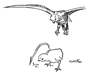 Bu resim Hawk yakalayan bir piliç, vintage çizgi çizme veya oyma illüstrasyon temsil eder.