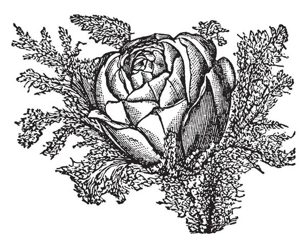 这张照片显示了一朵玫瑰花 花瓣彼此包裹在一起 叶子是非常密集的 复古线条画或雕刻插图 — 图库矢量图片