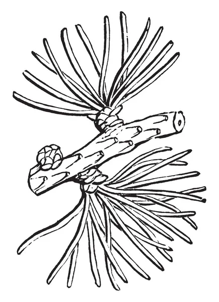 Eine Lärche Ist Ein Baum Mit Nadelförmigen Blättern Vintage Linienzeichnung — Stockvektor