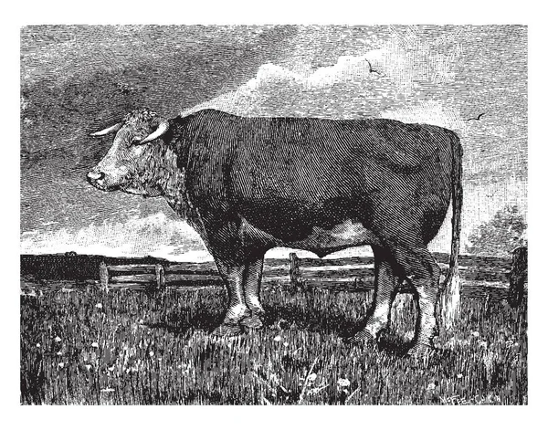 빈티지 그림에 기후에서 쇠고기 — 스톡 벡터