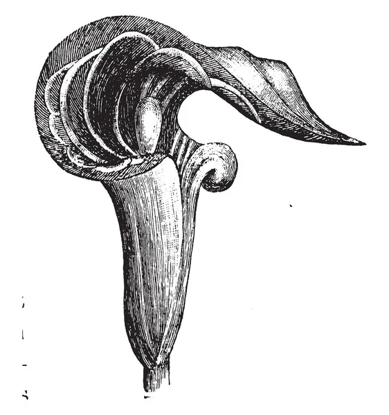 Imagen Una Flor Que Realidad Una Espata Hoja Modificada Nativa — Archivo Imágenes Vectoriales