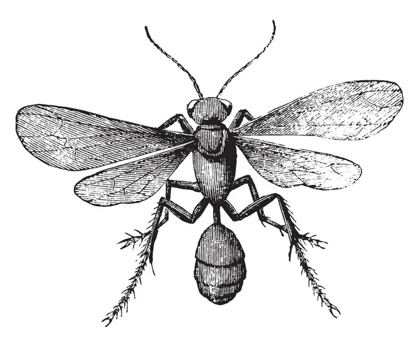 Boue Wasp Est Dans Ordre Hyménoptères Dessin Ligne Vintage Illustration — Image vectorielle