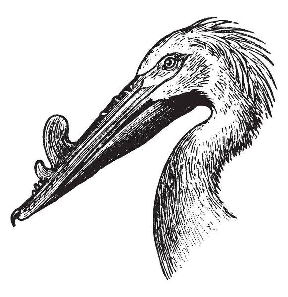 Rough Billed Pelican Having Beak Many Protrusions Vintage Line Drawing — Stock Vector