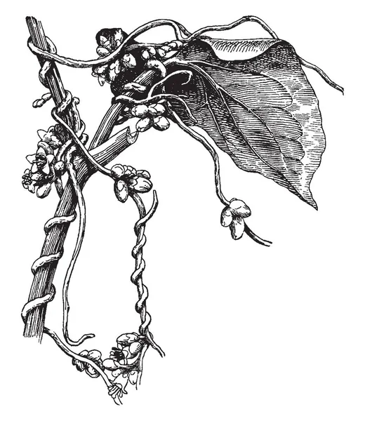 Sebuah Gambar Menunjukkan Dodder Ini Milik Keluarga Cuscutaceae Ilustrasi Adalah - Stok Vektor