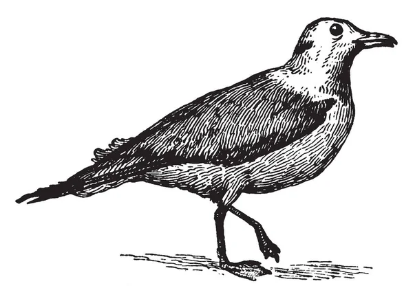 海鸥海鸥是一个海鸥 其特征是没有后腿 复古线条画或雕刻插图 — 图库矢量图片