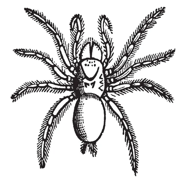 Mygale Fodiens Qui Fait Partie Classe Arachnidia Dessin Ligne Vintage — Image vectorielle