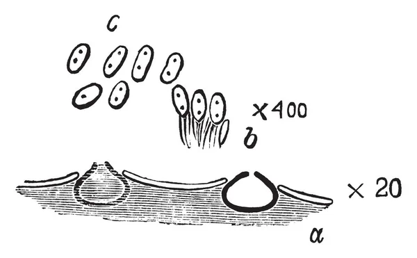 Pleospora Herbarum Pycnidal の段階の構造のイメージです それは菌 ビンテージの線描画や彫刻イラストの種 — ストックベクタ