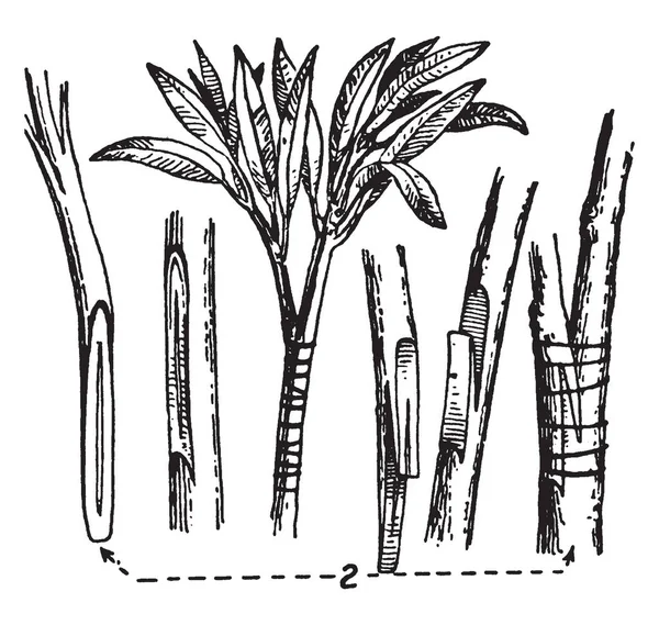 この図を表すような方法は ビンテージの線画に異なった植物の つの切断面を一緒に配置やイラストを彫刻で成っている前面 — ストックベクタ