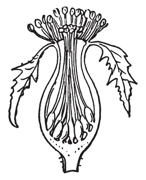 この写真は Perigynous の雄しべを見せています それは鍋のように見えます スティグマと葯側 ヴィンテージの線画が育ってやイラストを彫刻 — ストックベクタ