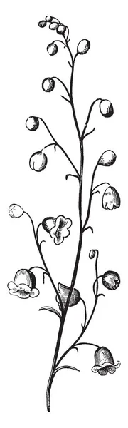 穂の図 これは 単純な穂です 花が小さいです 茎は薄く ビンテージの線描画や彫刻イラストです — ストックベクタ