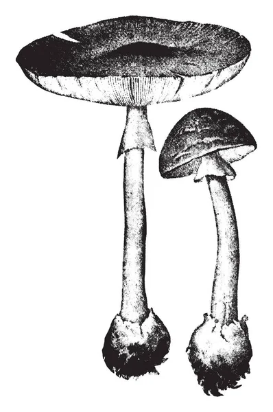 Die Form Eines Pilzschirms Ist Umgekehrt Und Die Zweite Ist — Stockvektor