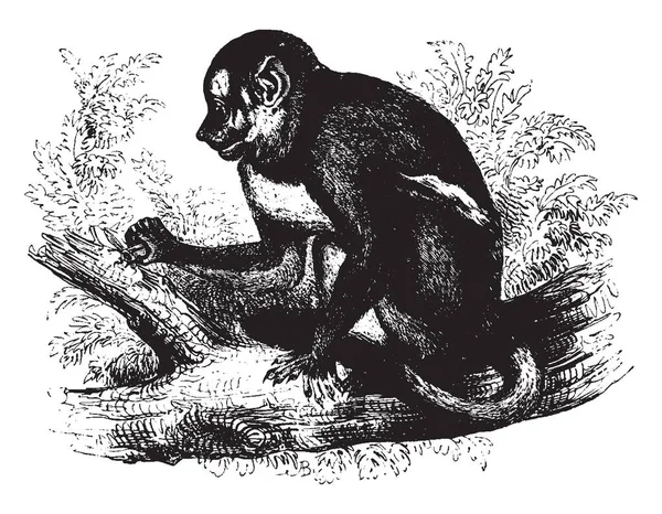 Douroucouli Opice Jsou Členy Rodu Aotus Drápkatých Opiček Vintage Kreslení — Stockový vektor
