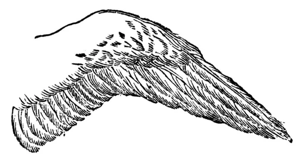ファルコン ビンテージの刻まれた図の翼 1880 動物の自然史 — ストックベクタ