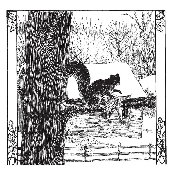 Squirrel Est Membre Famille Des Sciuridae Dessin Ligne Vintage Illustration — Image vectorielle