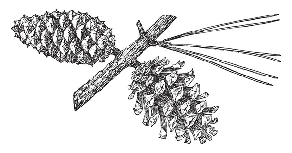 Een Volwassen Dennenappel Van Een Shortleaf Naaldboom Pinus Rigida Vorm — Stockvector