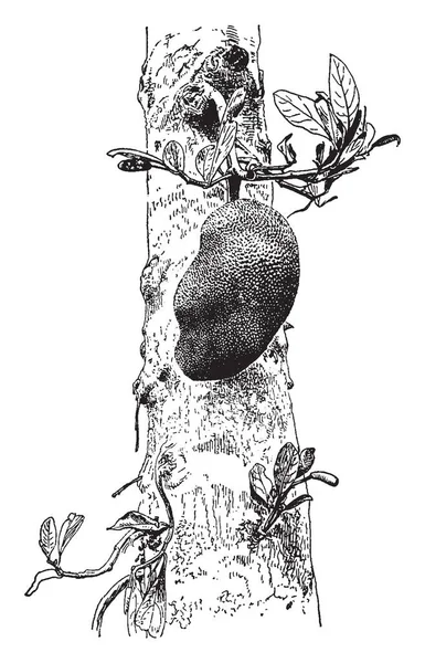 菠萝蜜全缘或菠萝蜜 Champeden 的树状果实 它长三十英尺高 有乳白色多汁 水果可以在三十至四十磅之间称量 复古线条画或雕刻插图 — 图库矢量图片