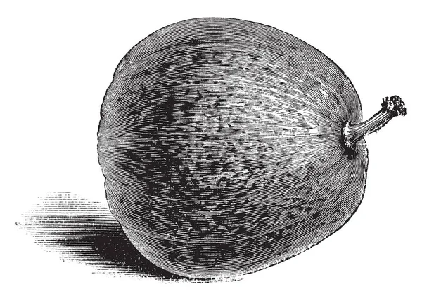 Ici Nutmeg Gourd Marseille Est Arrondi Elle Est Attachée Tige — Image vectorielle