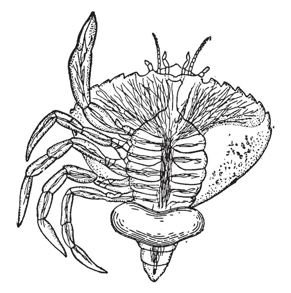 Crustáceo Parásito Género Percebes Que Parasitan Cangrejos Trazado Líneas Vintage — Archivo Imágenes Vectoriales