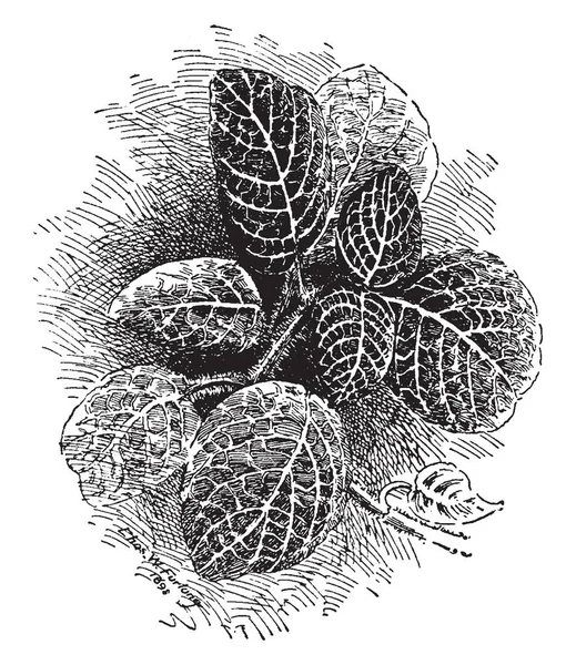 Esta Imagen Muestra Fittonia Argyroneura Plant Como Planta Nerviosa Origina — Vector de stock